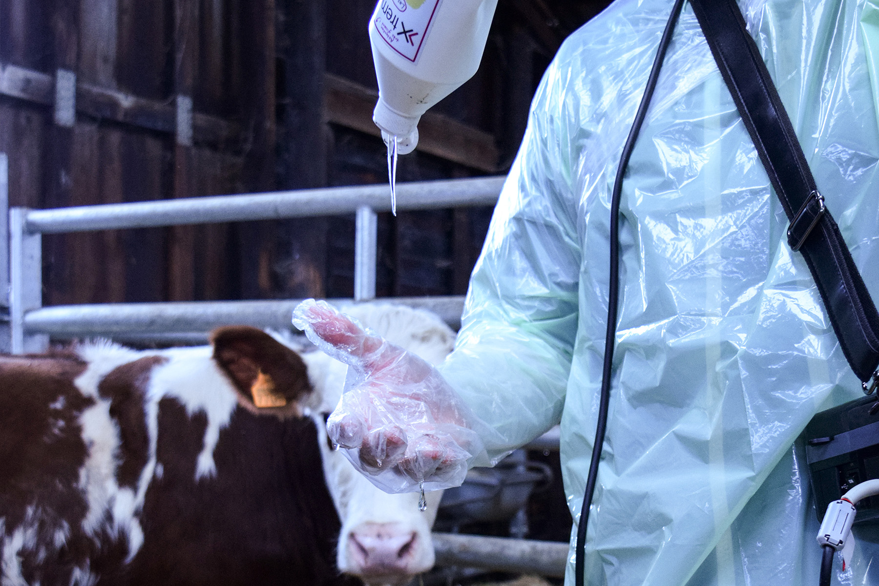 Technicien mettant du gel sur son gant avant d'échographier une vache dans le fond de l'image